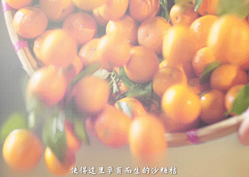 原產(chǎn)地鮮果生榨，沙糖桔不僅能炫，還能大口喝？