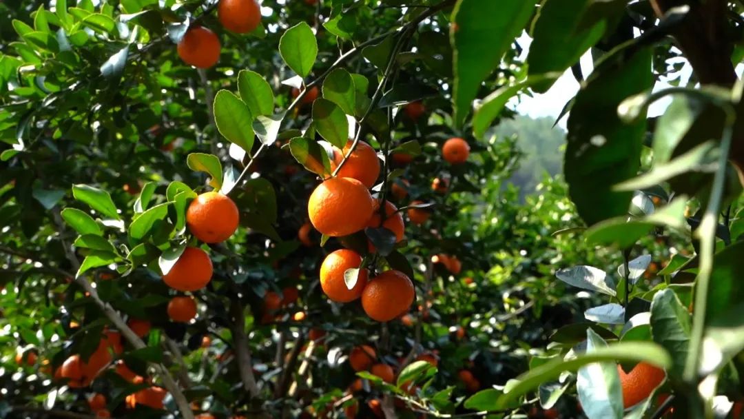 原產(chǎn)地鮮果生榨，沙糖桔不僅能炫，還能大口喝？